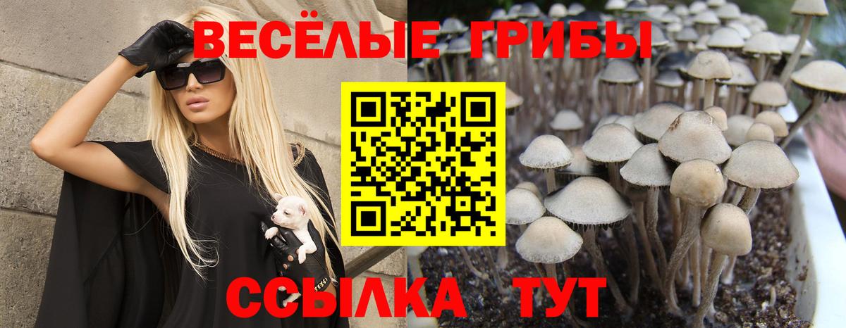 Псилоцибиновые грибы Cubensis Вязники